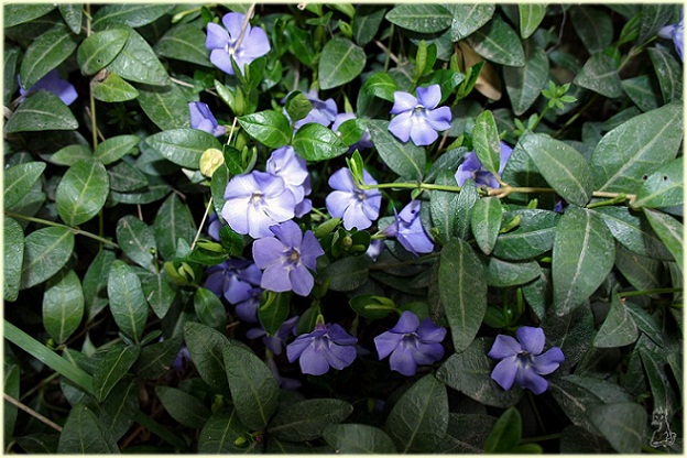 vinca_minor.jpg
