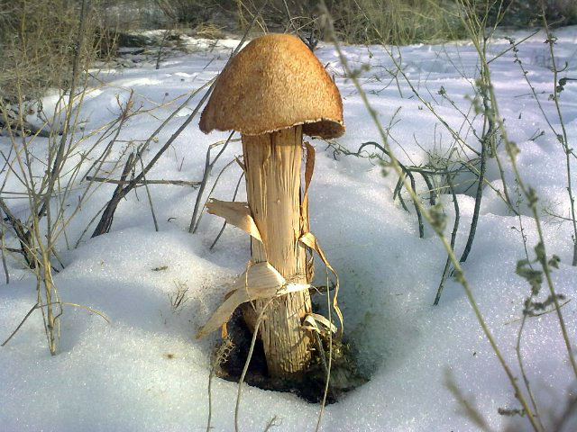 battarrea-phalloides_02.jpg