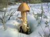 battarrea-phalloides_02_t1.jpg