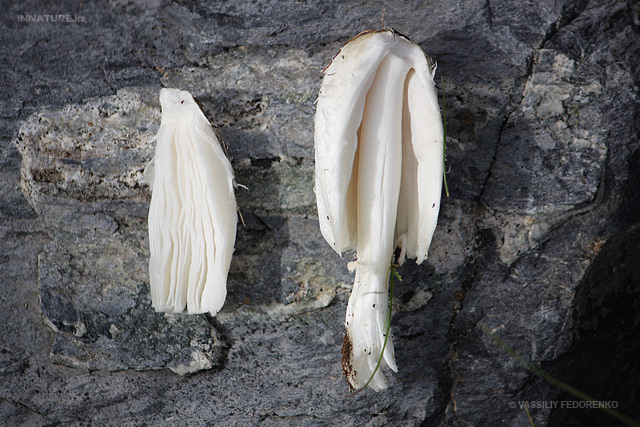 coprinus-comatus_01.jpg