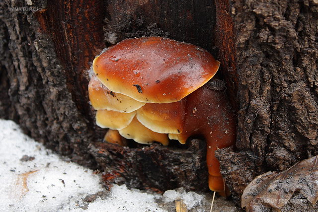 flammulina_velutipes_01.jpg