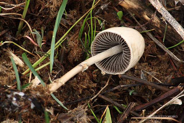 fungi_05.jpg