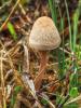 fungi_06_t1.jpg