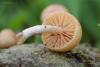 fungi_07_t1.jpg