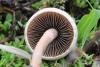 fungi_08_t1.jpg