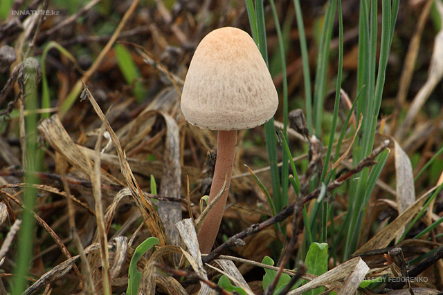 fungi_09.jpg