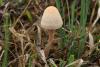 fungi_09_t1.jpg