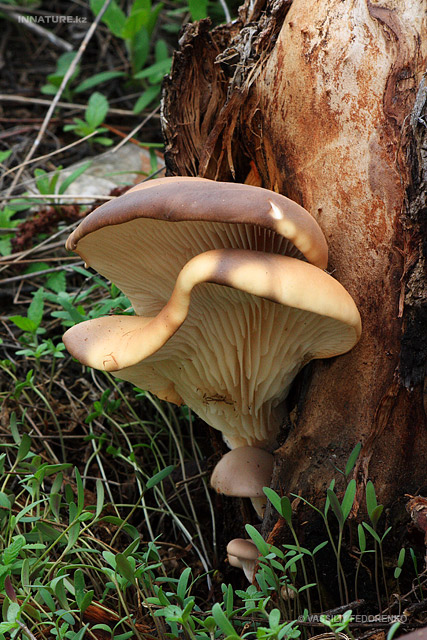 pleurotus-ostreatus_01.jpg