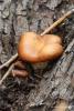 pleurotus-ostreatus_02_t1.jpg