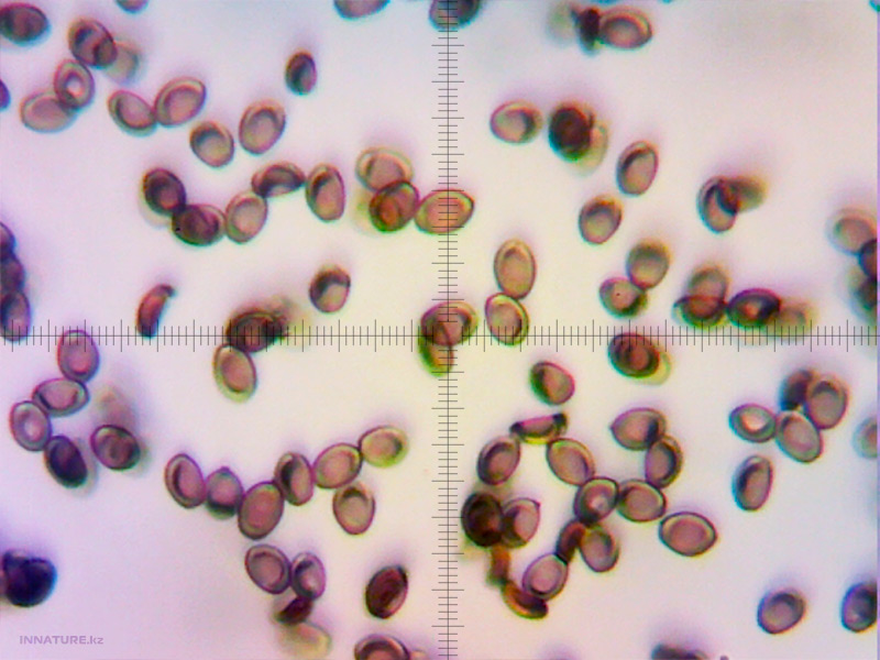 agrocybe-praecox_01.jpg