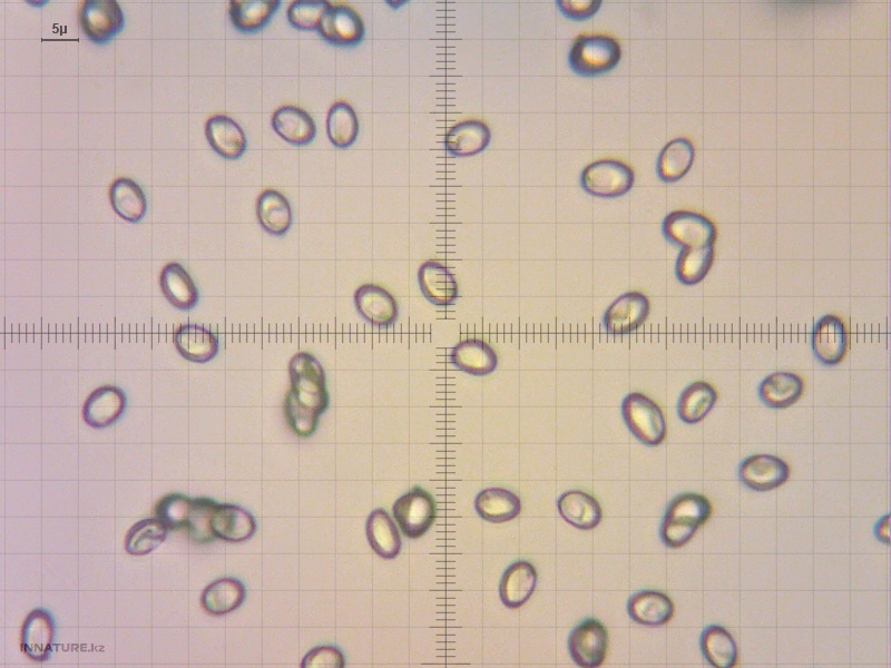 calocybe-gambosa_03.jpg