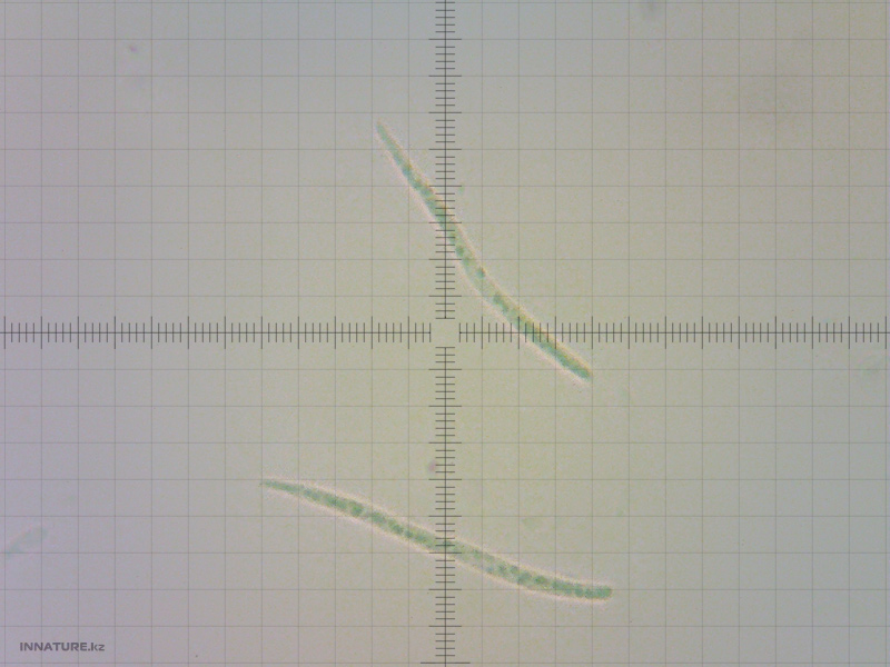 cudonia-circinans_02.jpg