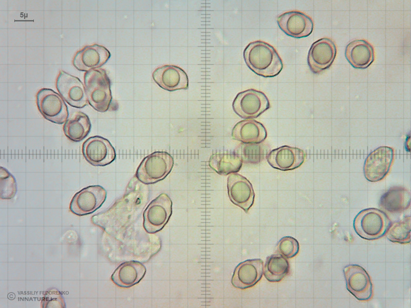entoloma-07.jpg