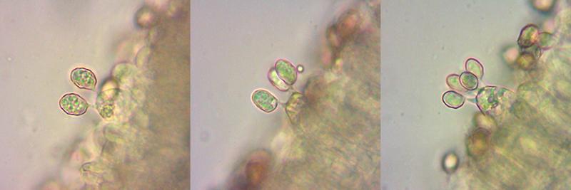 entoloma-08.jpg