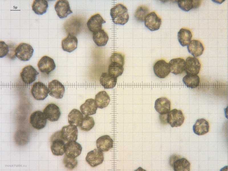 entoloma-clypeatum_08.jpg
