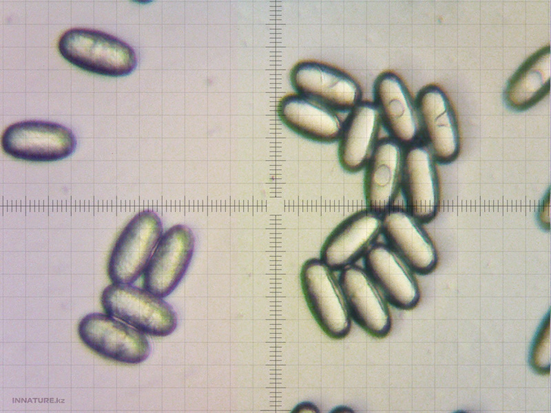 fungi_001_02.jpg
