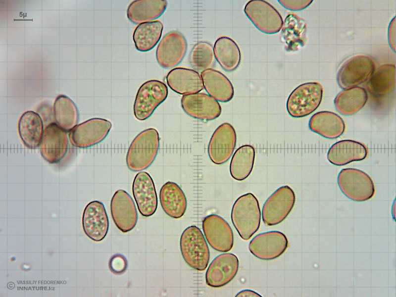 galeropsis-01.jpg