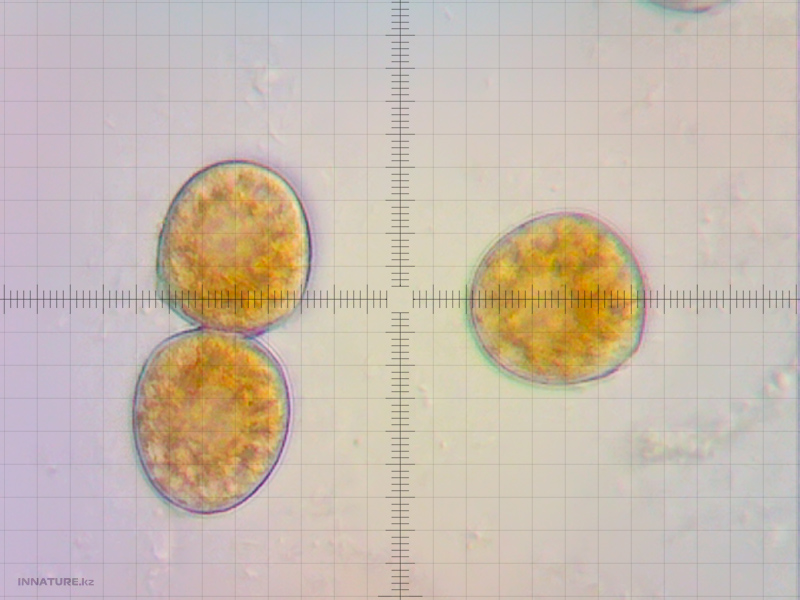 gymnosporangium-sabinae_02.jpg