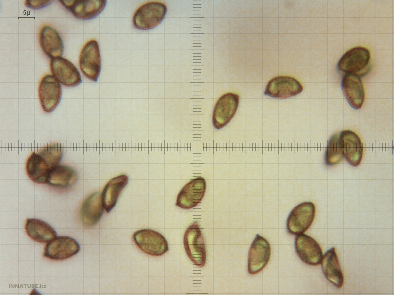 hebeloma_01.jpg