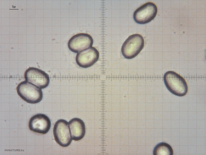 helvella-crispa.jpg