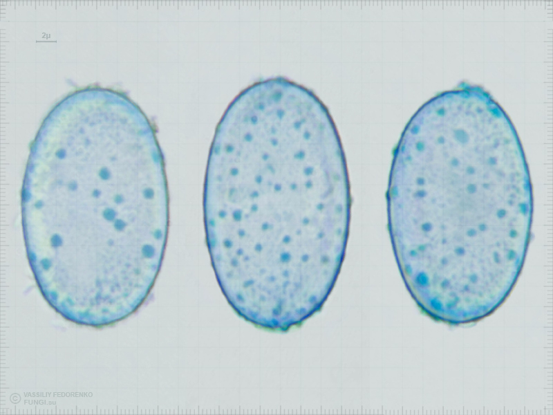 humaria-hemisphaerica_04.jpg