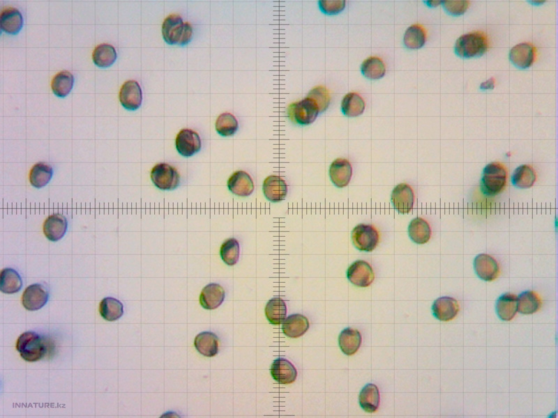 kuehneromyces-mutabilis.jpg