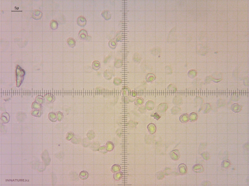 leucopaxillus-amarus-01-2.jpg