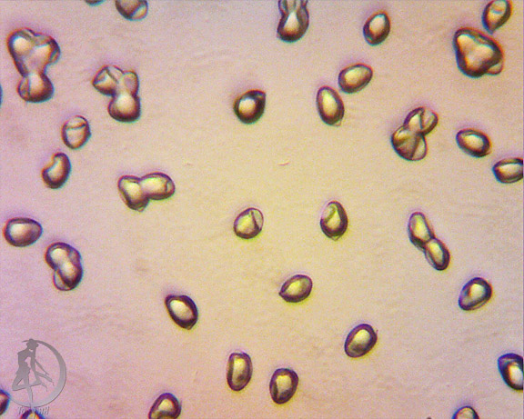 lyophyllum_loricatum.jpg