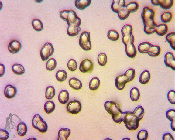 michenaspnya240911.jpg