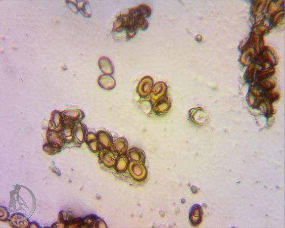 pholiota_populnea_.jpg
