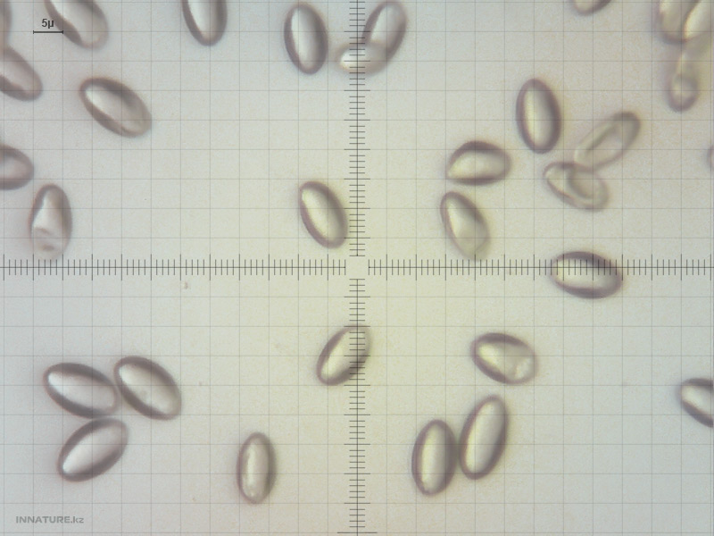 pleurotus-eryngii-22.04.2015.jpg