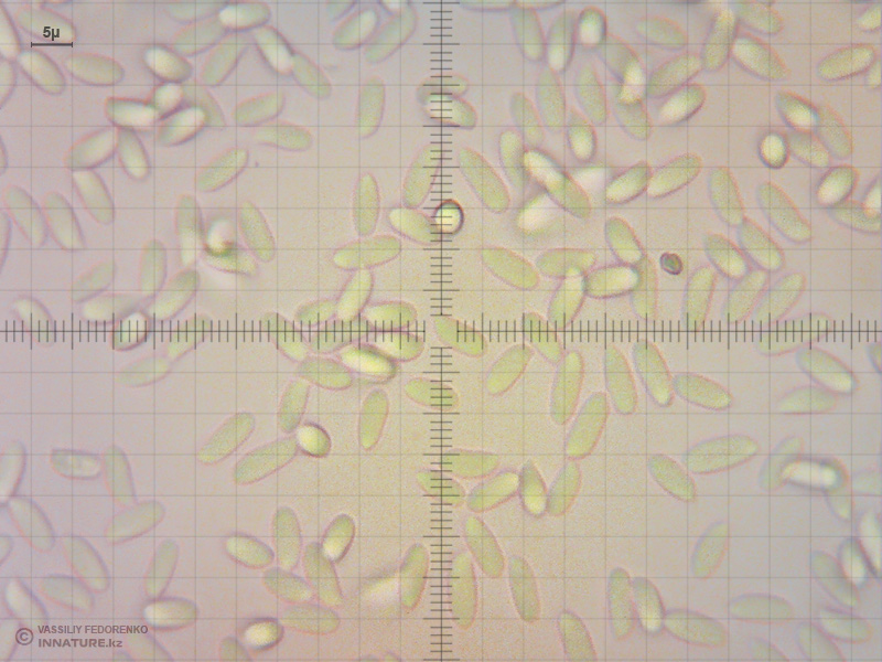 pleurotus-ostreatus-03.jpg