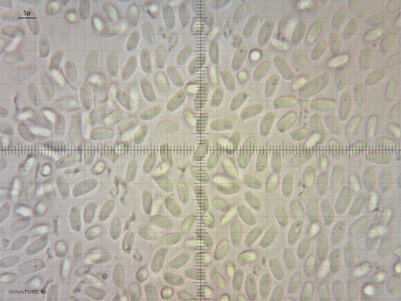 pleurotus_01.jpg