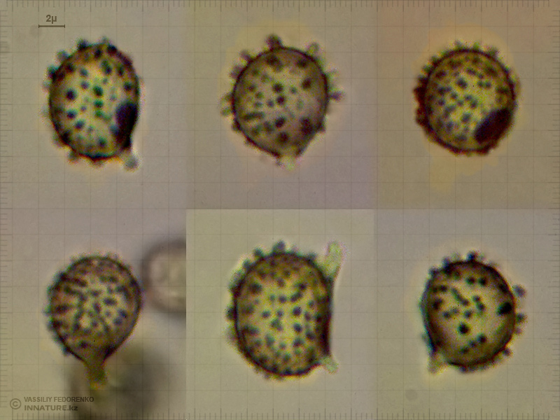 spore_01_2.jpg
