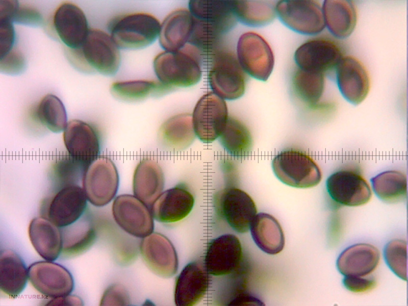 stropharia-semiglobata_01.jpg