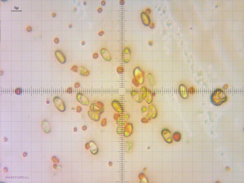 suillus-luteus_01.jpg