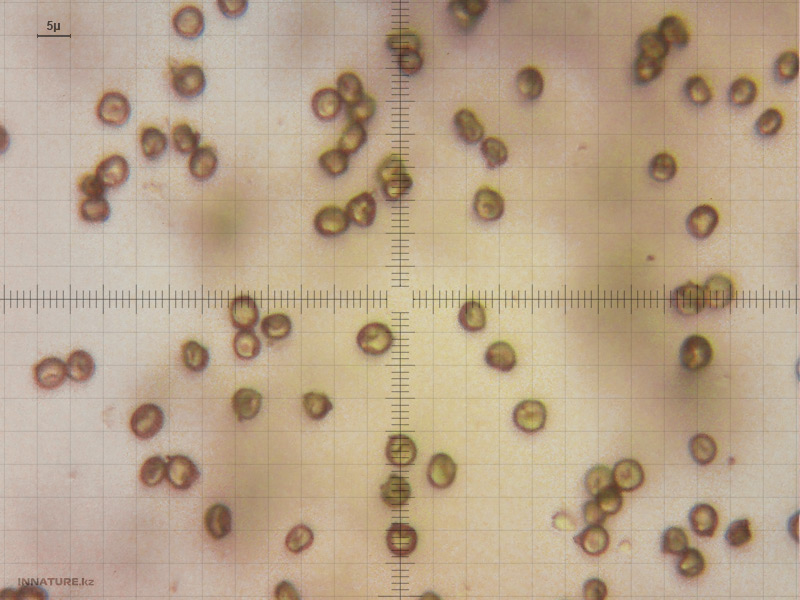 tulostoma_05.jpg