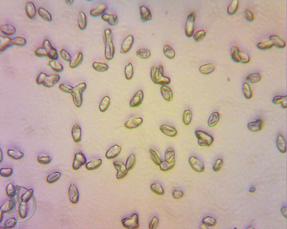 xeromphalina_cauticinalis.jpg
