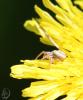 2805106_t1.jpg