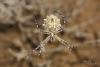 argiope-lobata_02_t1.jpg