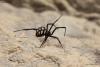 latrodectus-tredecimguttatus_01_t1.jpg