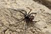 latrodectus-tredecimguttatus_02_t1.jpg