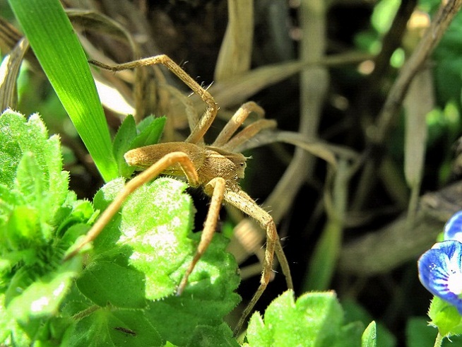 pisaura_mirabilis.jpg