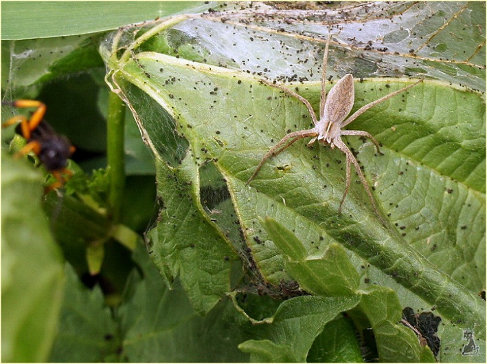 pisaura_mirabilis_1.jpg